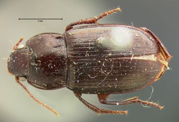 Media type: image;   Entomology 7386 Aspect: habitus dorsal view